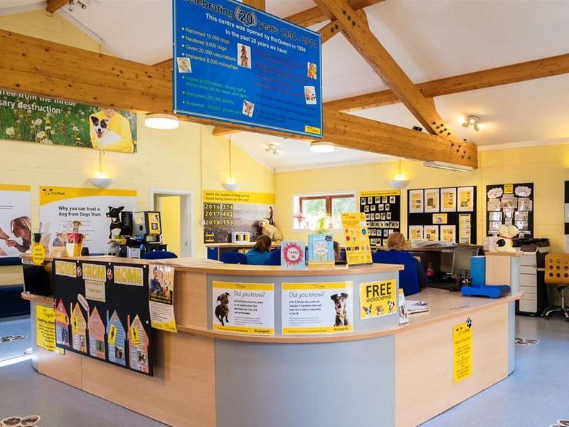 Dogs trust hot sale rehoming centres